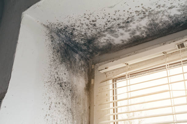 Affordable Black Mold Remediation solutions in Washington, NC